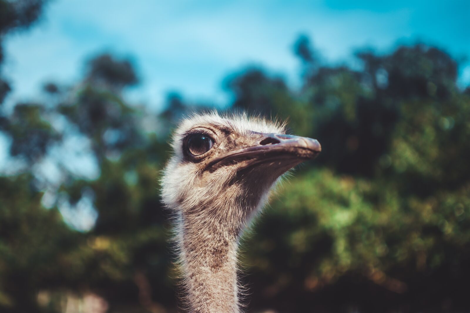 Nikon D7100 sample photo. Ostrich, bird, animal photography