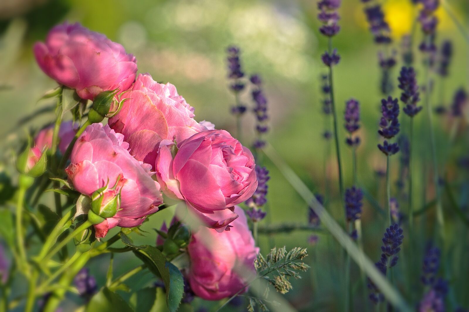 Nikon D5600 sample photo. Flowers, pink, roses photography