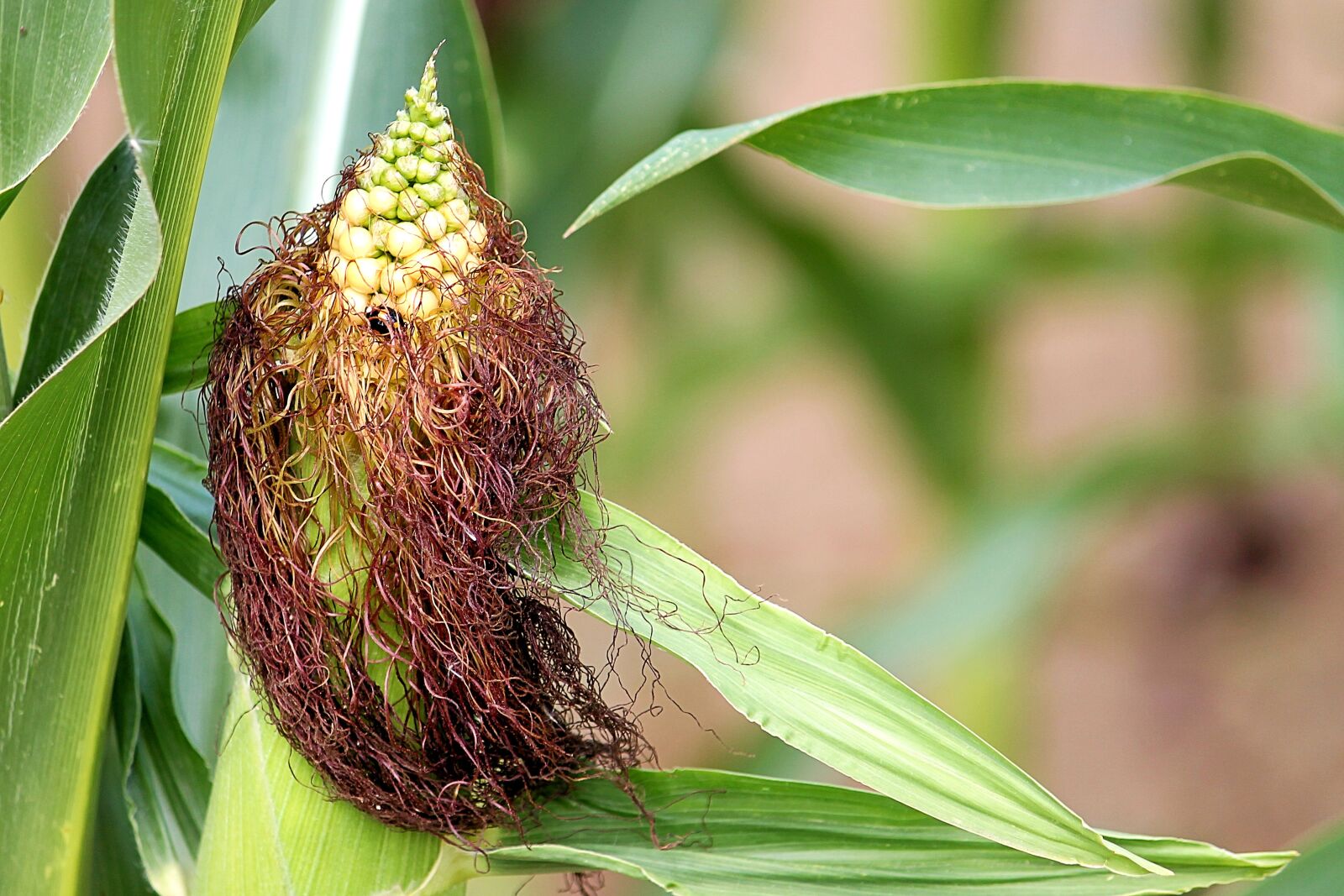 Canon EF-S 55-250mm F4-5.6 IS II sample photo. Corn, corn hair, corn photography