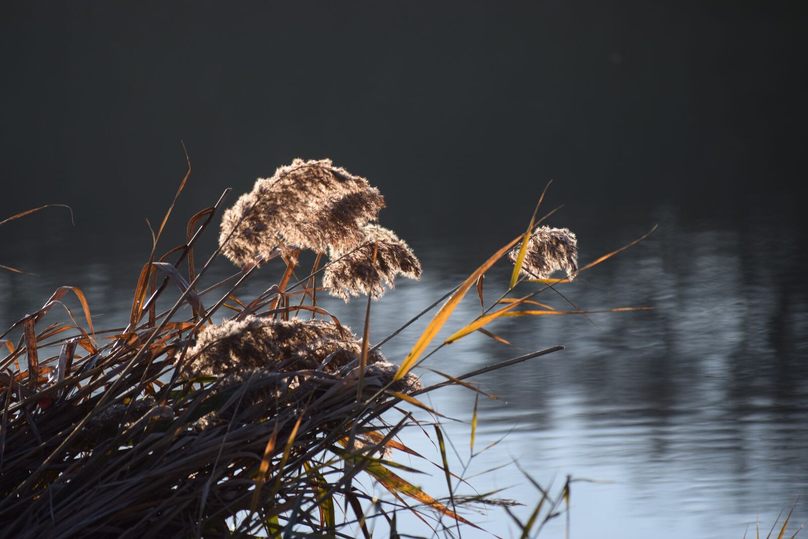 Nikon D3300 sample photo. Reed, lake, shore photography