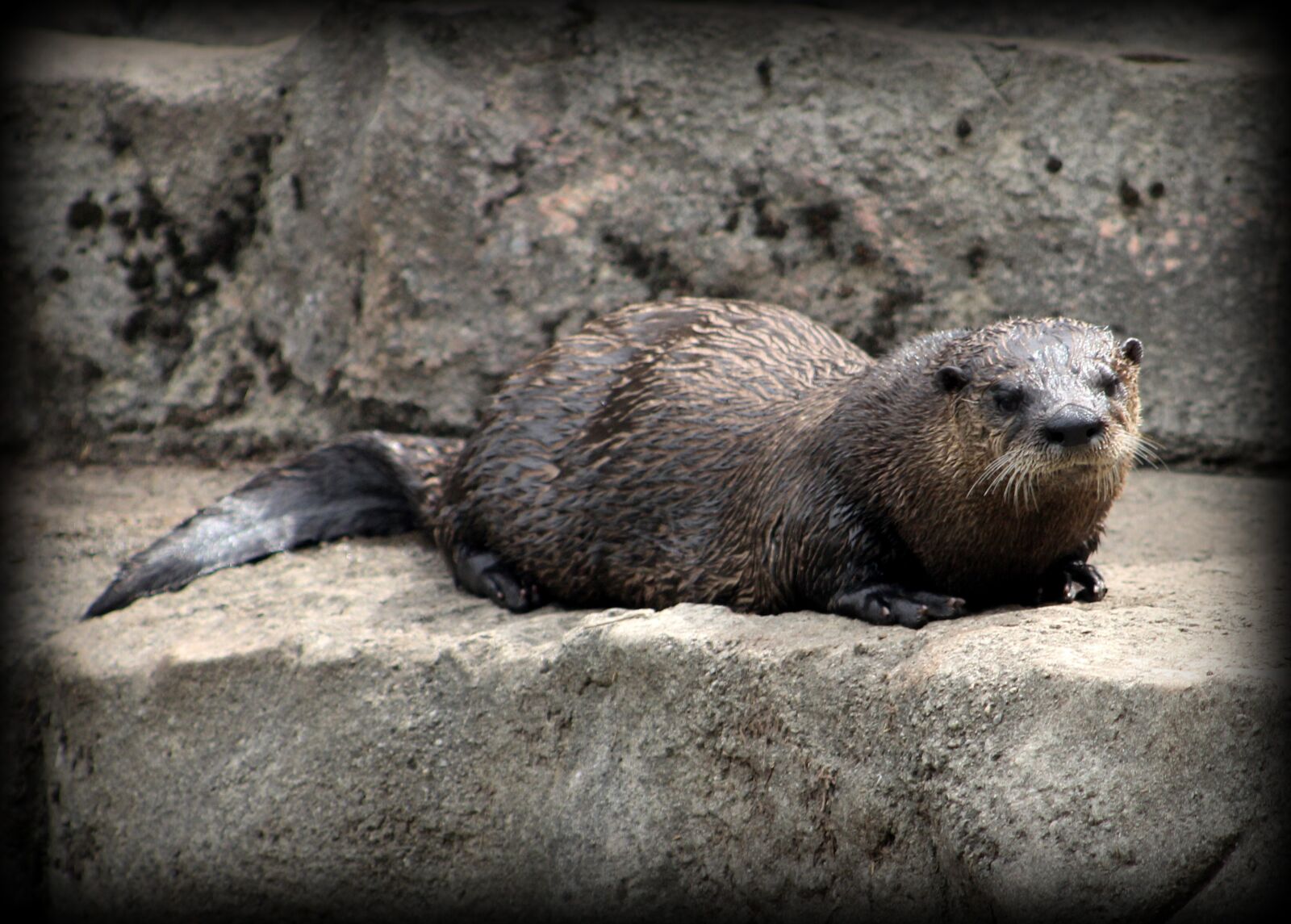 Canon EF 75-300mm f/4-5.6 sample photo. Sea otter, zoo, otter photography