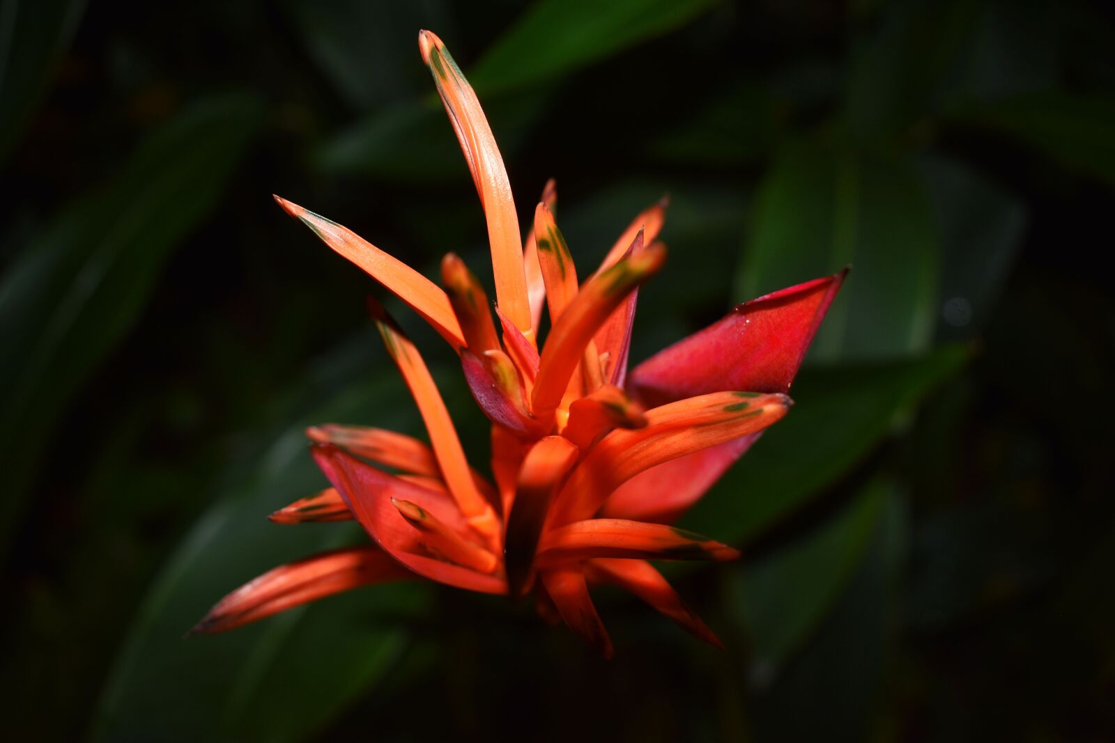 Nikon D3400 sample photo. Bloody orange color, color photography