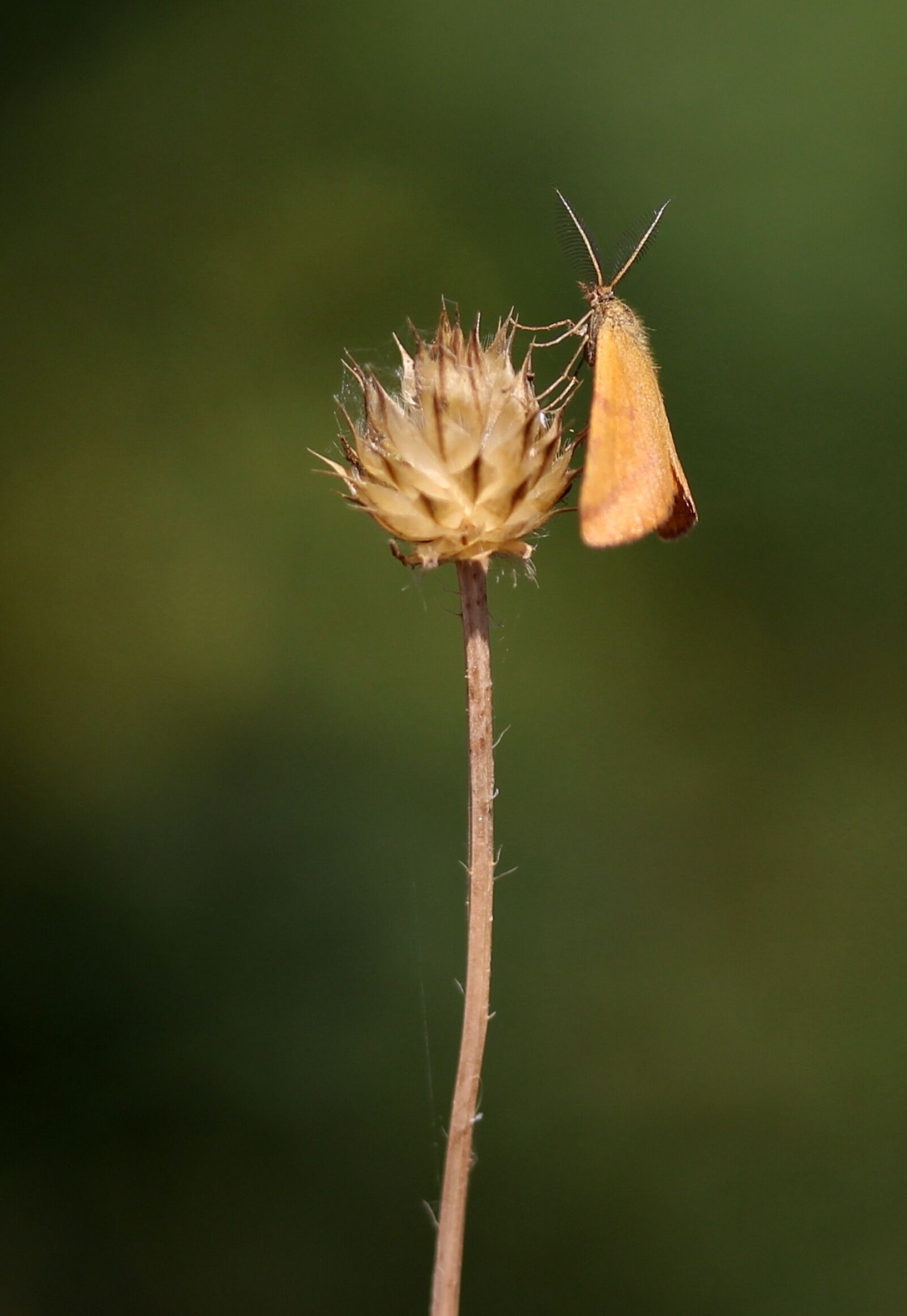 Canon EF-S 60mm F2.8 Macro USM sample photo. Butterfly, brown, insecta photography