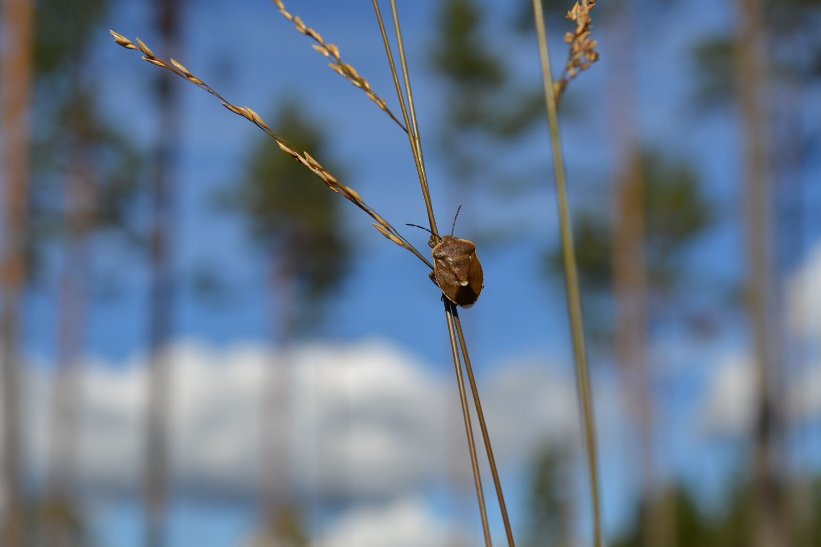 Nikon D3100 sample photo. Nature, outdoor, insects photography