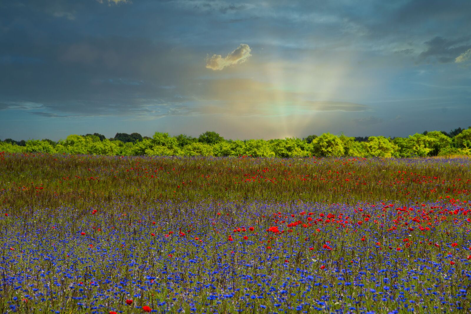 Canon EF-S 18-135mm F3.5-5.6 IS sample photo. Landscape, poppy, red photography