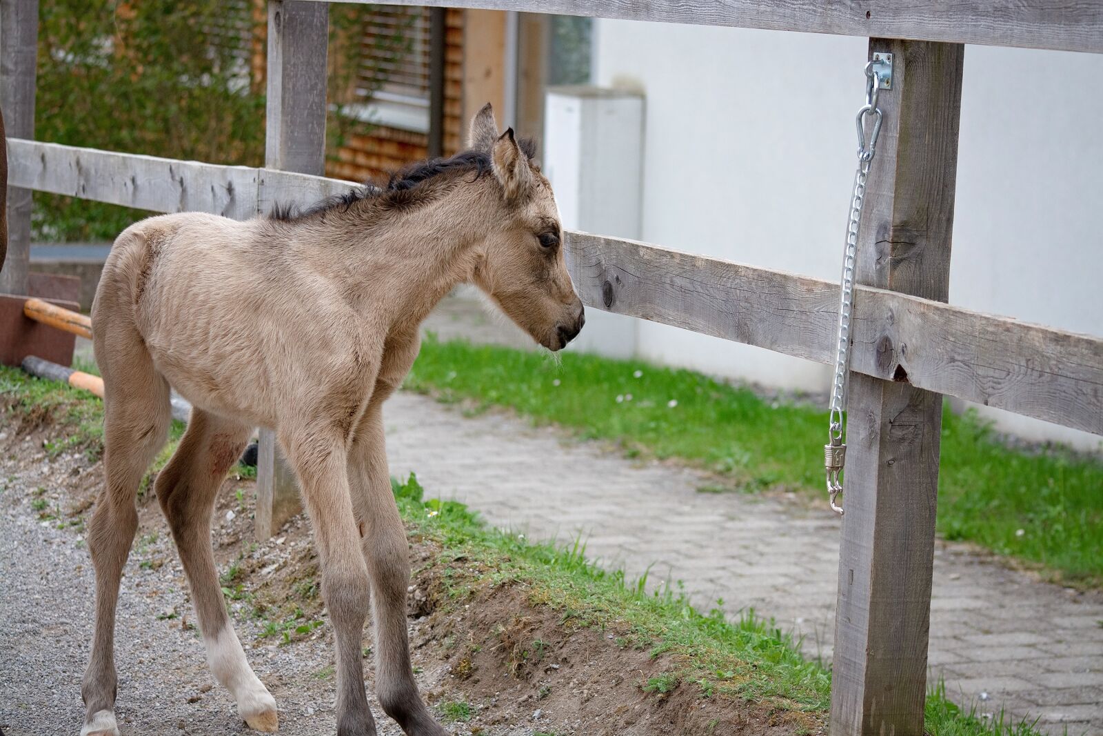 Nikon D7100 sample photo. Foal, dun, mare photography