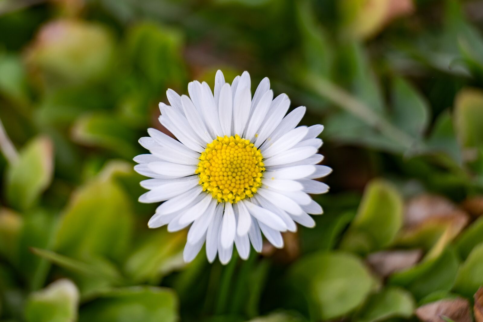 Fujifilm XF 55-200mm F3.5-4.8 R LM OIS sample photo. Daisy, flower, spring photography