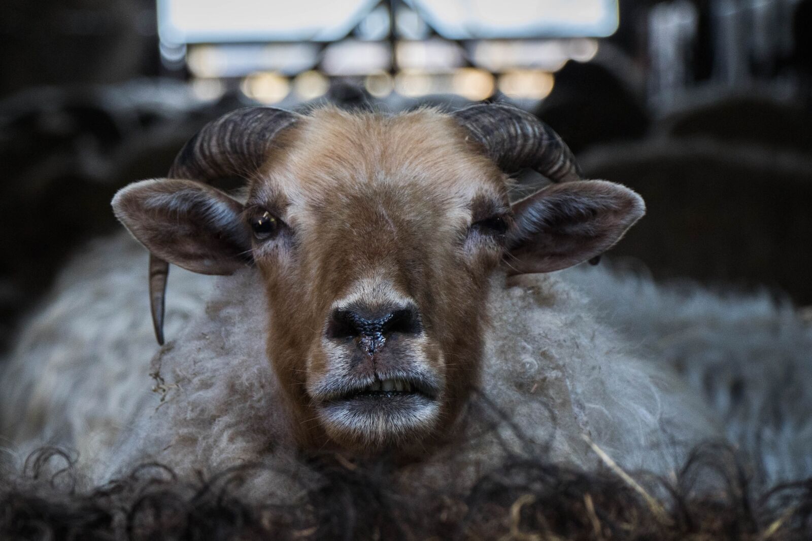 Canon EOS 80D sample photo. Ram, sheep, animal photography