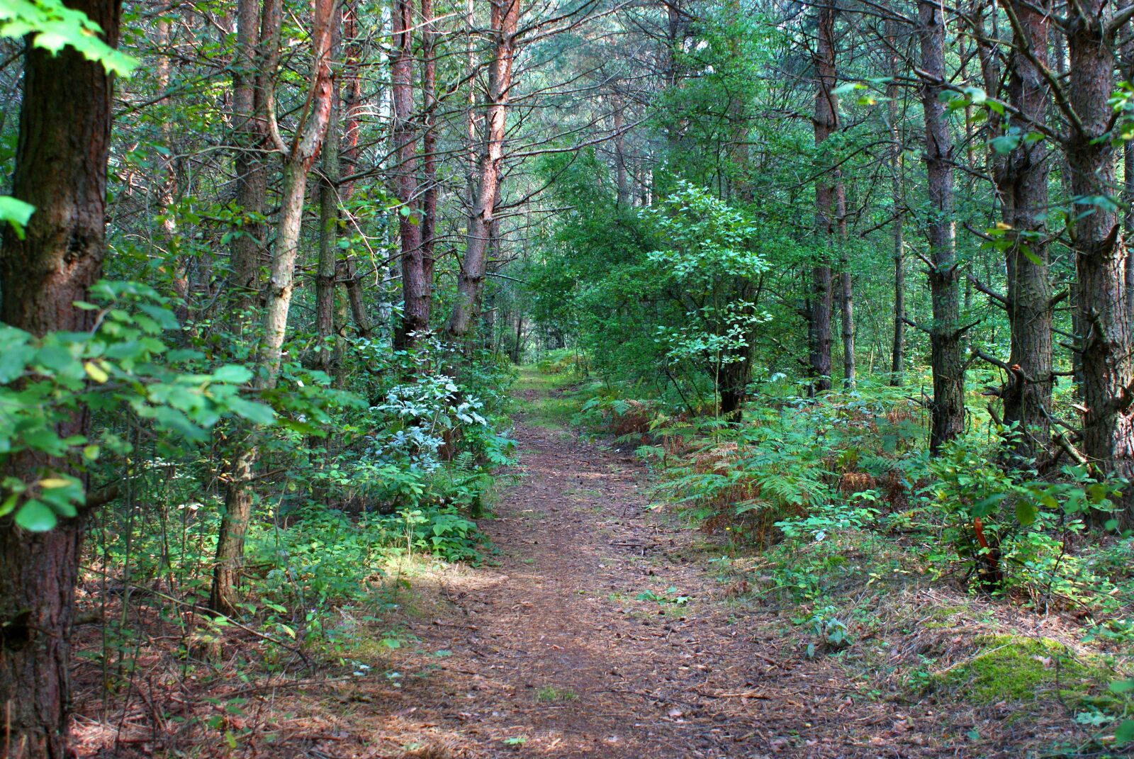 Sony Alpha DSLR-A200 sample photo. Author, skibka, photo photography