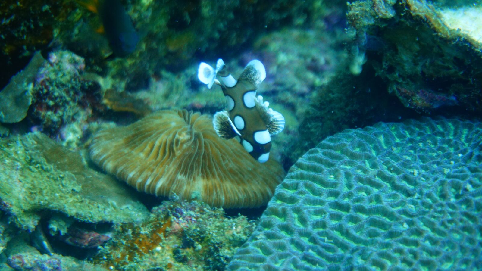 Sony E 16-50mm F3.5-5.6 PZ OSS sample photo. Clownfish, diving, sea photography