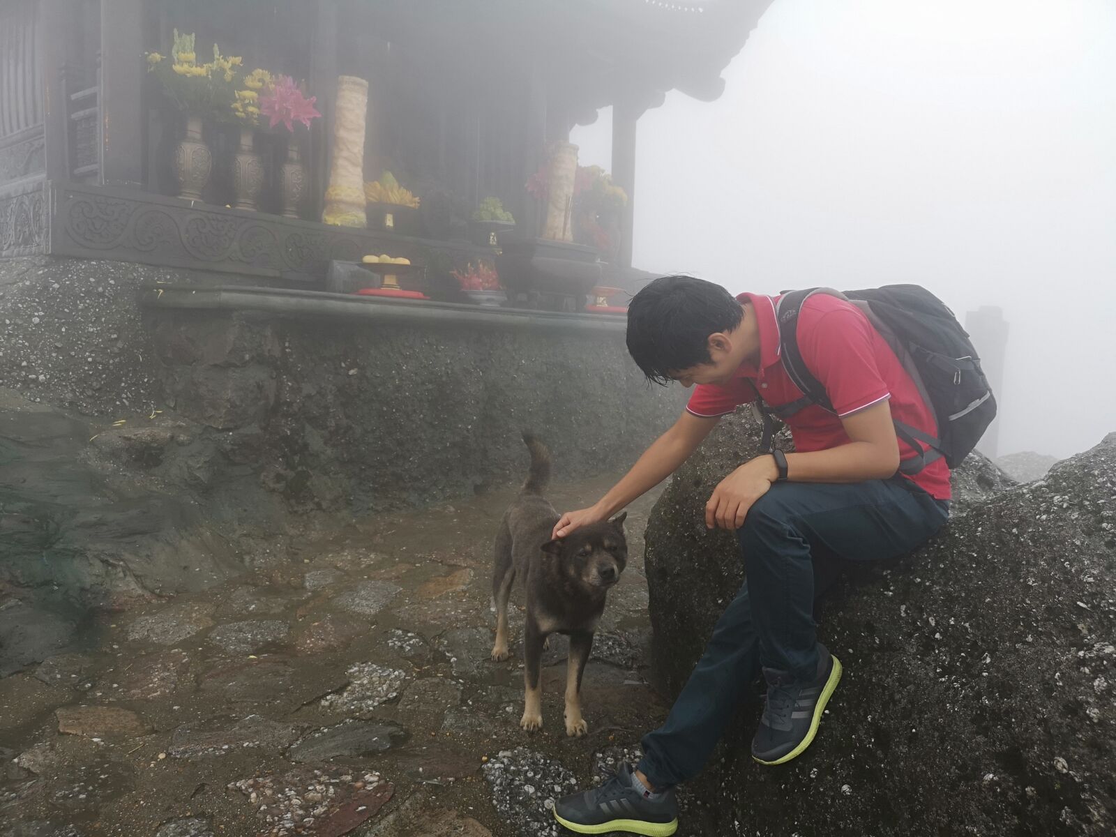 HUAWEI CLT-L29 sample photo. Tracking, dogs, temple photography