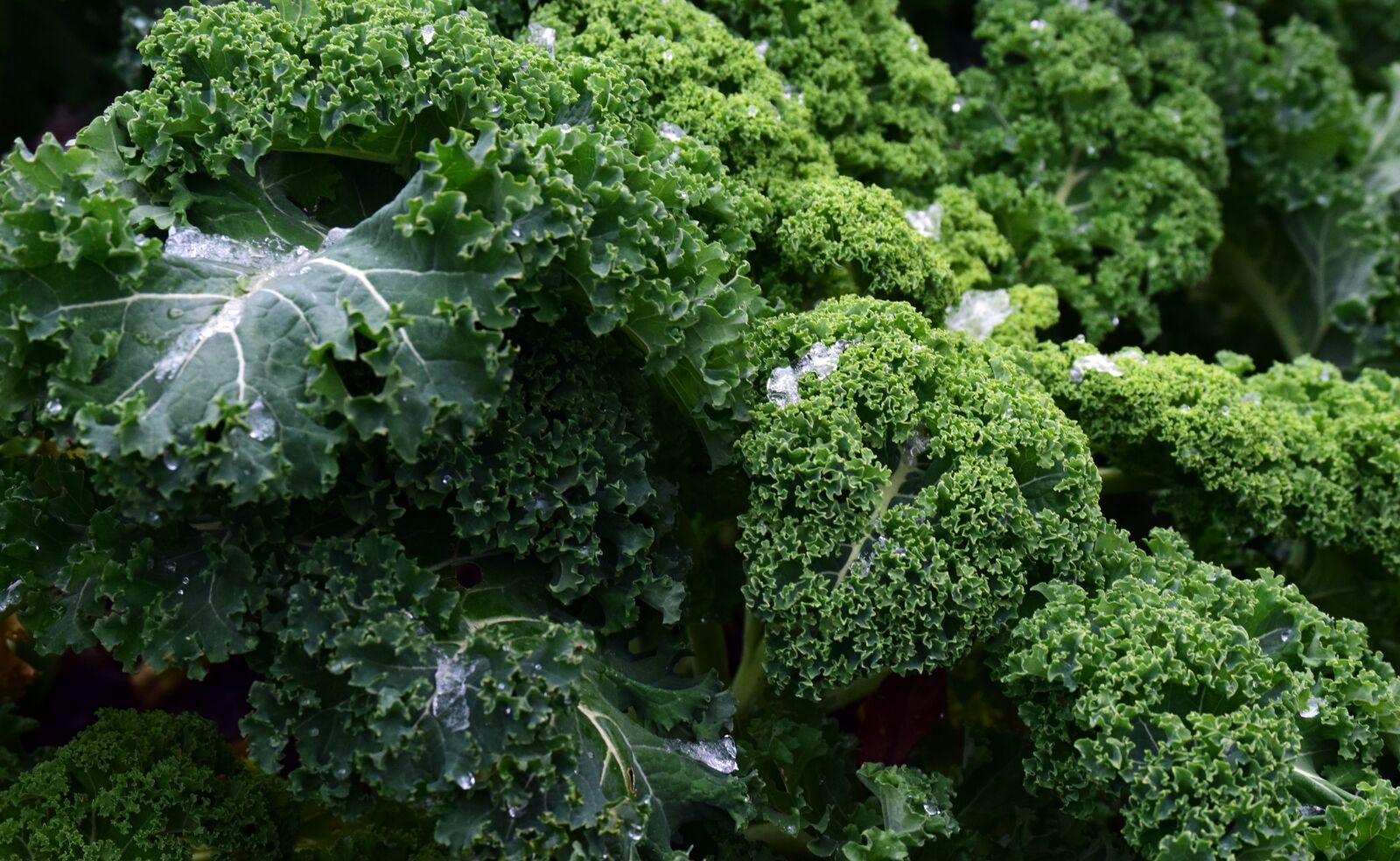 Nikon D3300 sample photo. Kale, frost, vegetables photography