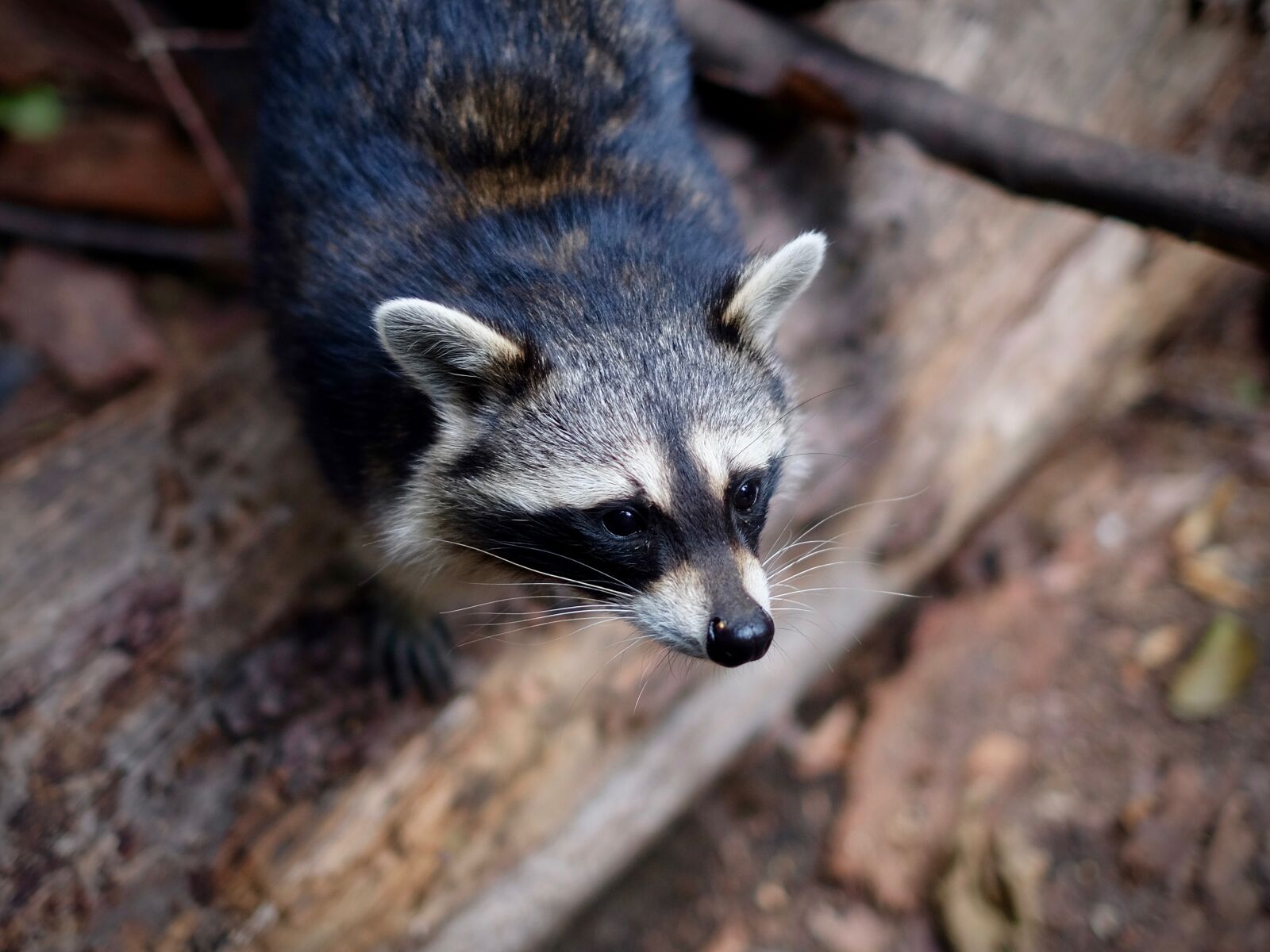 Fujifilm X-T1 + Fujifilm XF 35mm F1.4 R sample photo. Raccoon, procyon, mammal photography