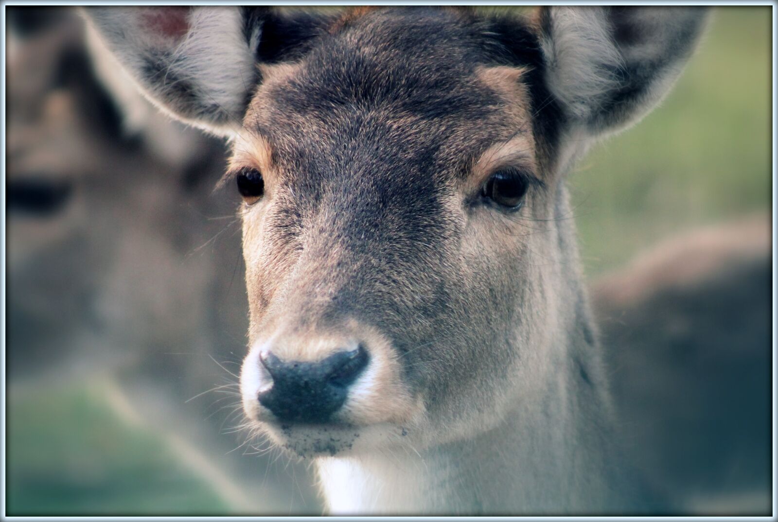 Canon EF 75-300mm f/4-5.6 sample photo. Animal, eyes, focus, roe photography