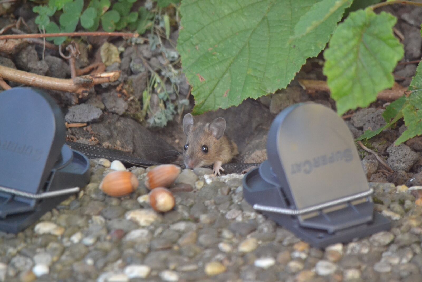 Nikon D3100 sample photo. Mouse, mousetrap, rodent photography