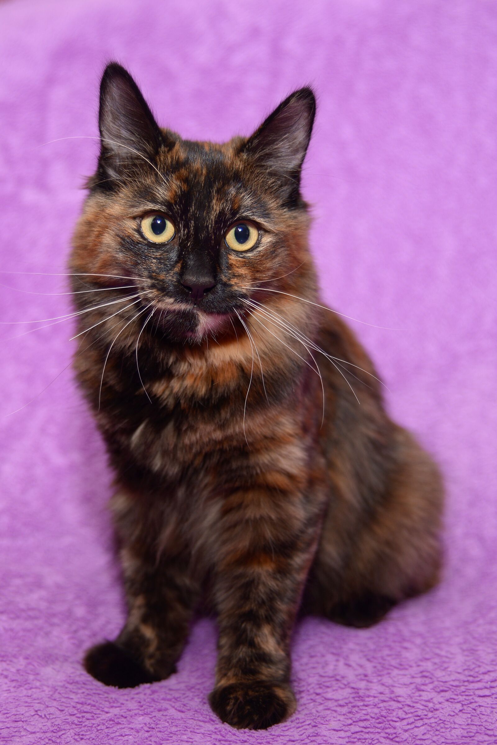 Nikon D610 sample photo. Cat, bobtail, animals photography
