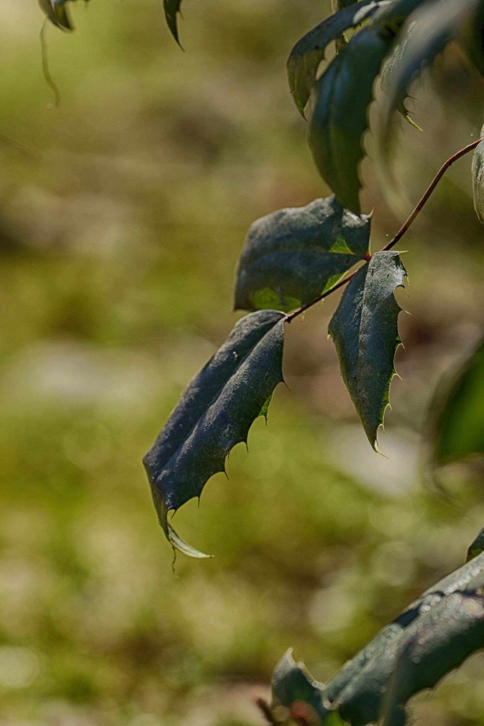Canon EOS 7D Mark II + Canon EF 135mm F2L USM sample photo. Nature, outdoors, plant photography