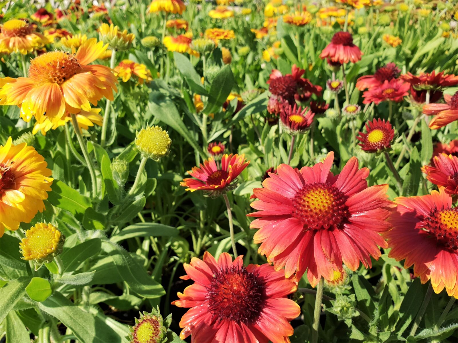 Samsung Galaxy S9+ sample photo. Daisy, flower, bloom photography