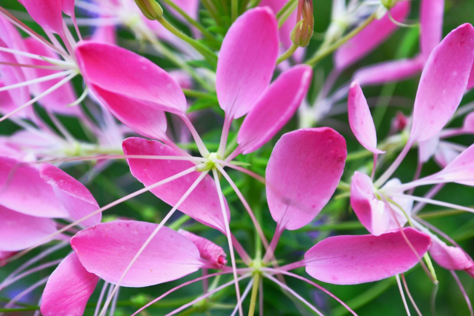 Nikon D3100 sample photo. Close up, blossom, bloom photography