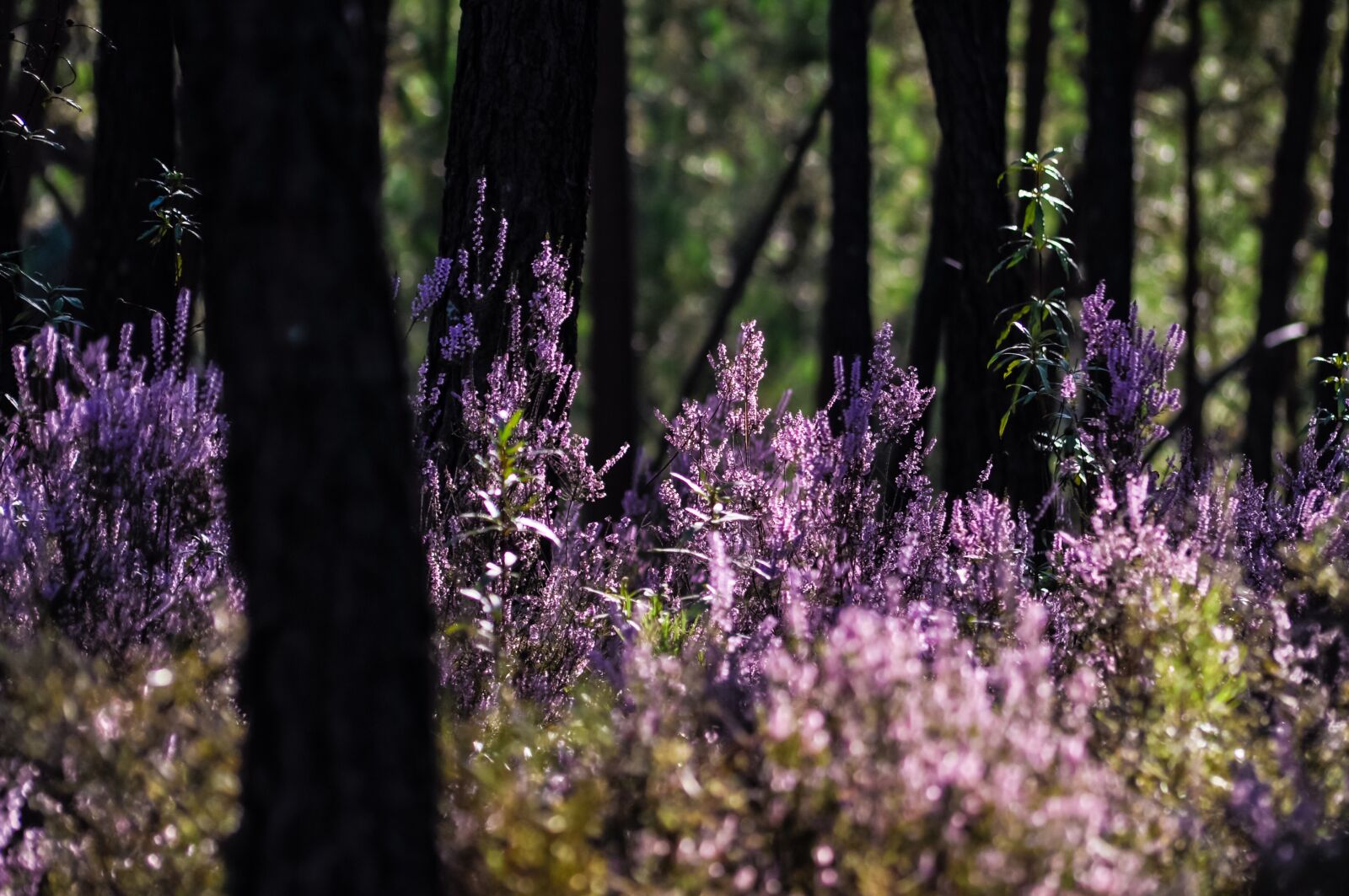 Nikon D90 sample photo. Forest, heather, purple photography