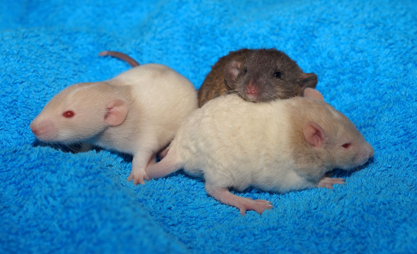 Sony a99 II sample photo. Babies, rat babies, rodents photography