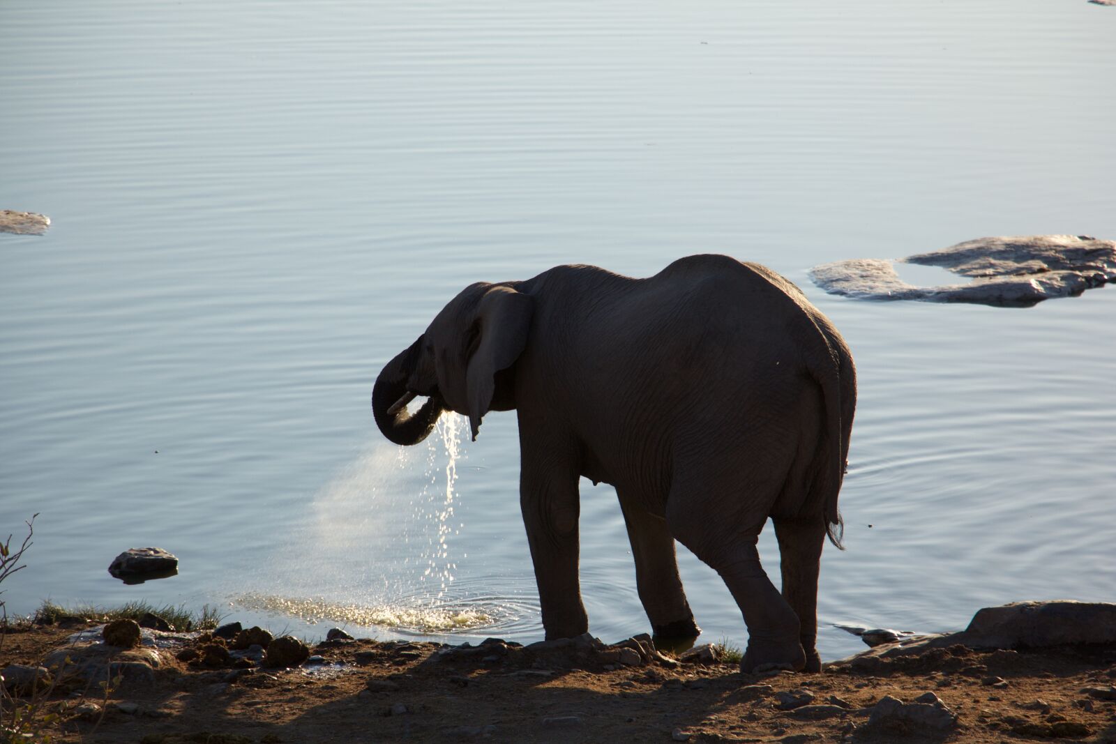 Canon EOS 60D sample photo. Safari, nature, africa photography