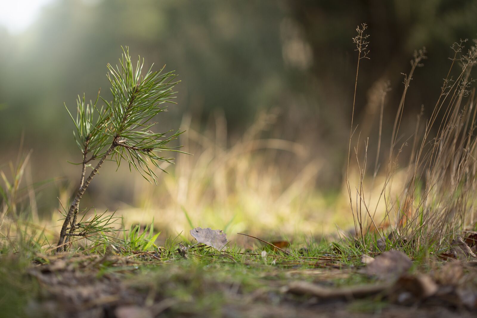 Canon EOS 5D Mark III + Canon EF 100mm F2.8 Macro USM sample photo. Tree, pine, forest photography