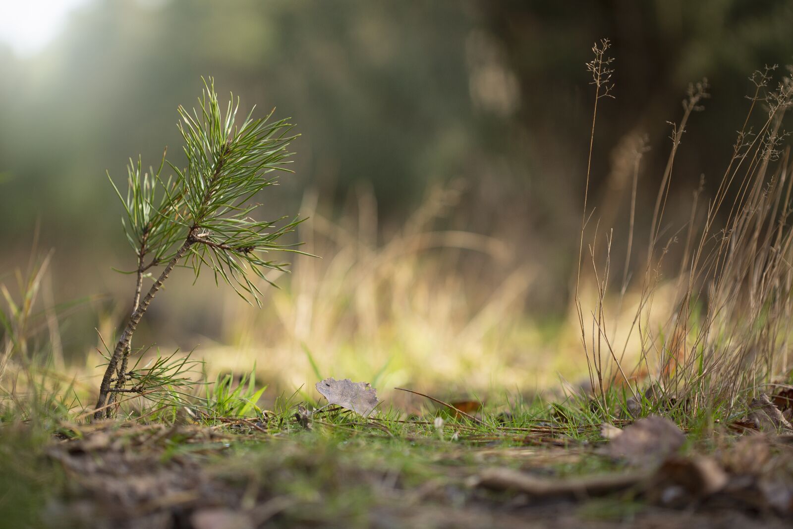 Canon EF 100mm F2.8 Macro USM sample photo. Tree, pine, forest photography
