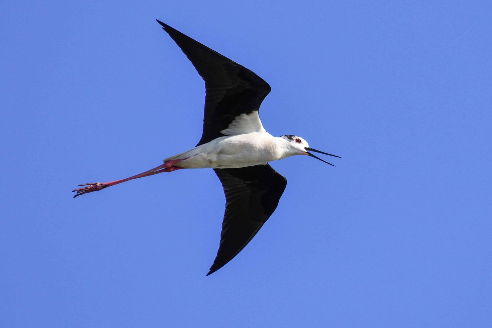 Nikon D500 sample photo. Nature, bird, wildlife, blue photography