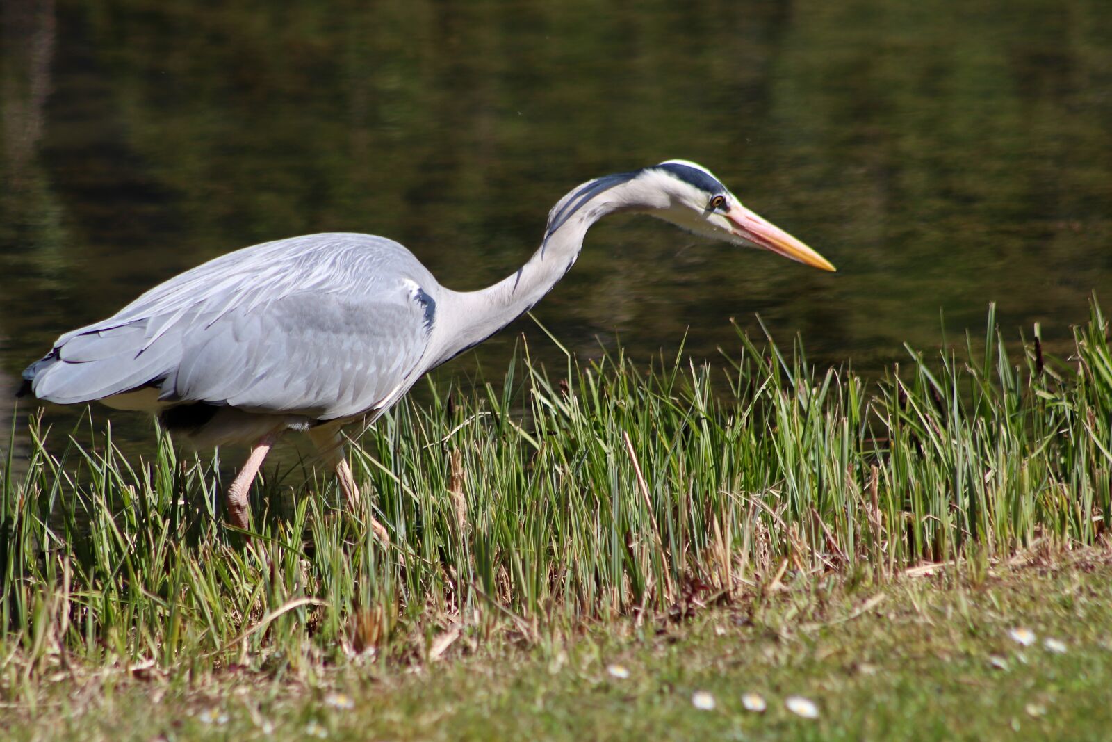 Canon EF75-300mm f/4-5.6 sample photo. Heron, grey heron, bill photography
