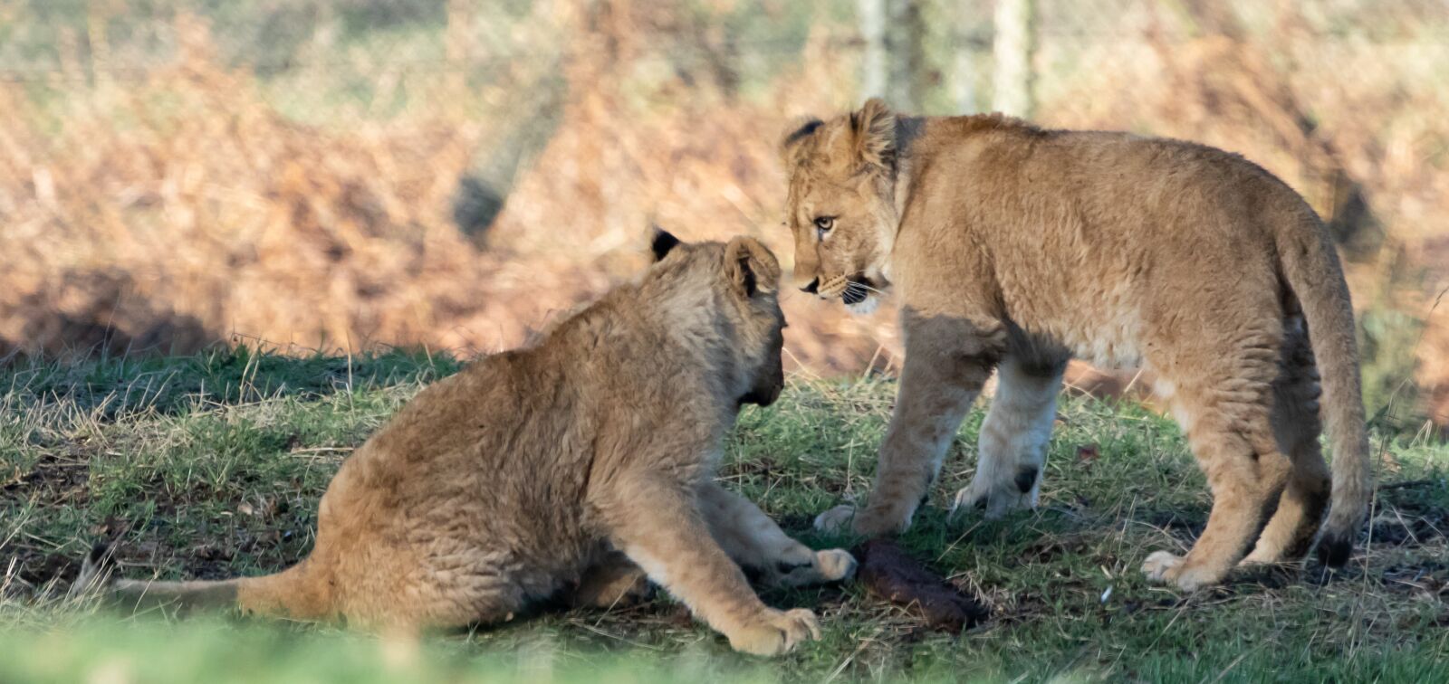 Canon EOS 7D Mark II sample photo. Lion cub, baby lion photography