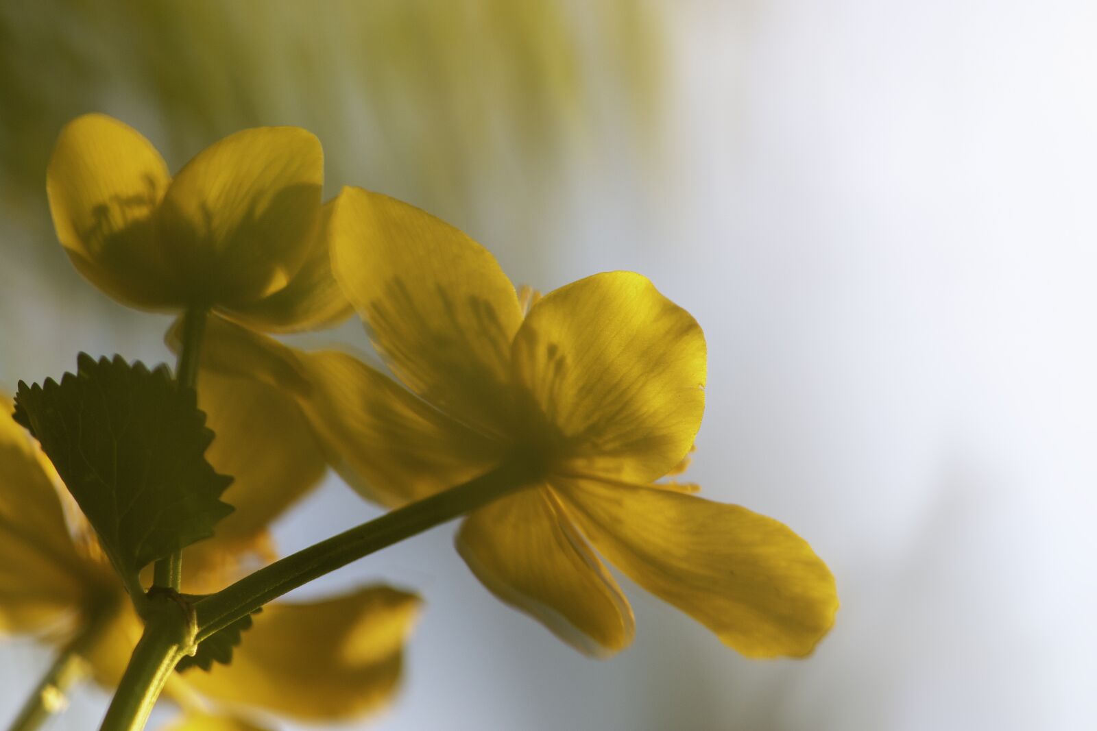 Canon EOS 70D sample photo. Spring, easter, summer photography