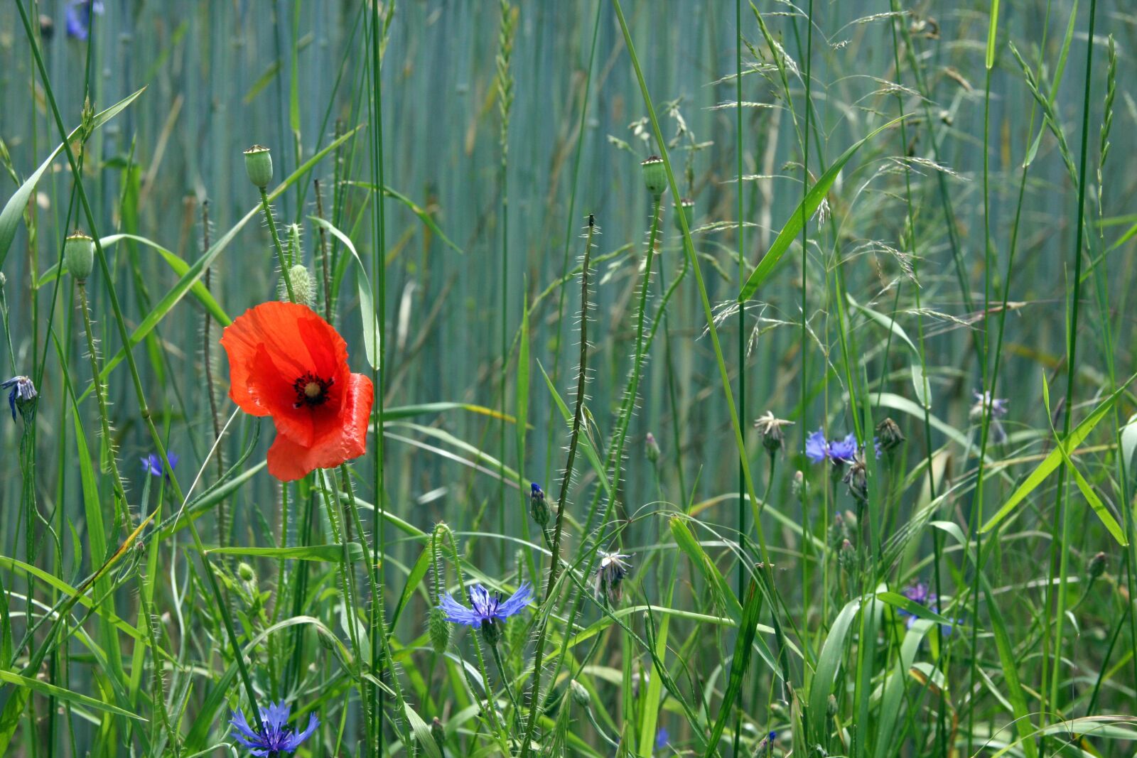 Canon EOS 40D sample photo. Poppy, summer, diversity photography