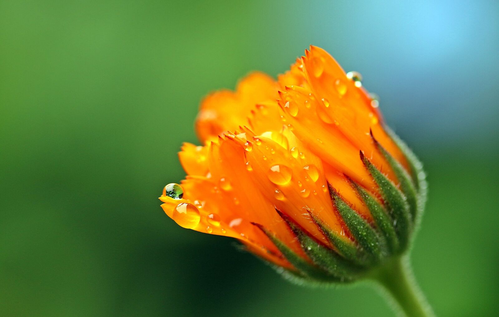 Canon EOS 650D (EOS Rebel T4i / EOS Kiss X6i) sample photo. Marigold, calendula, orange photography