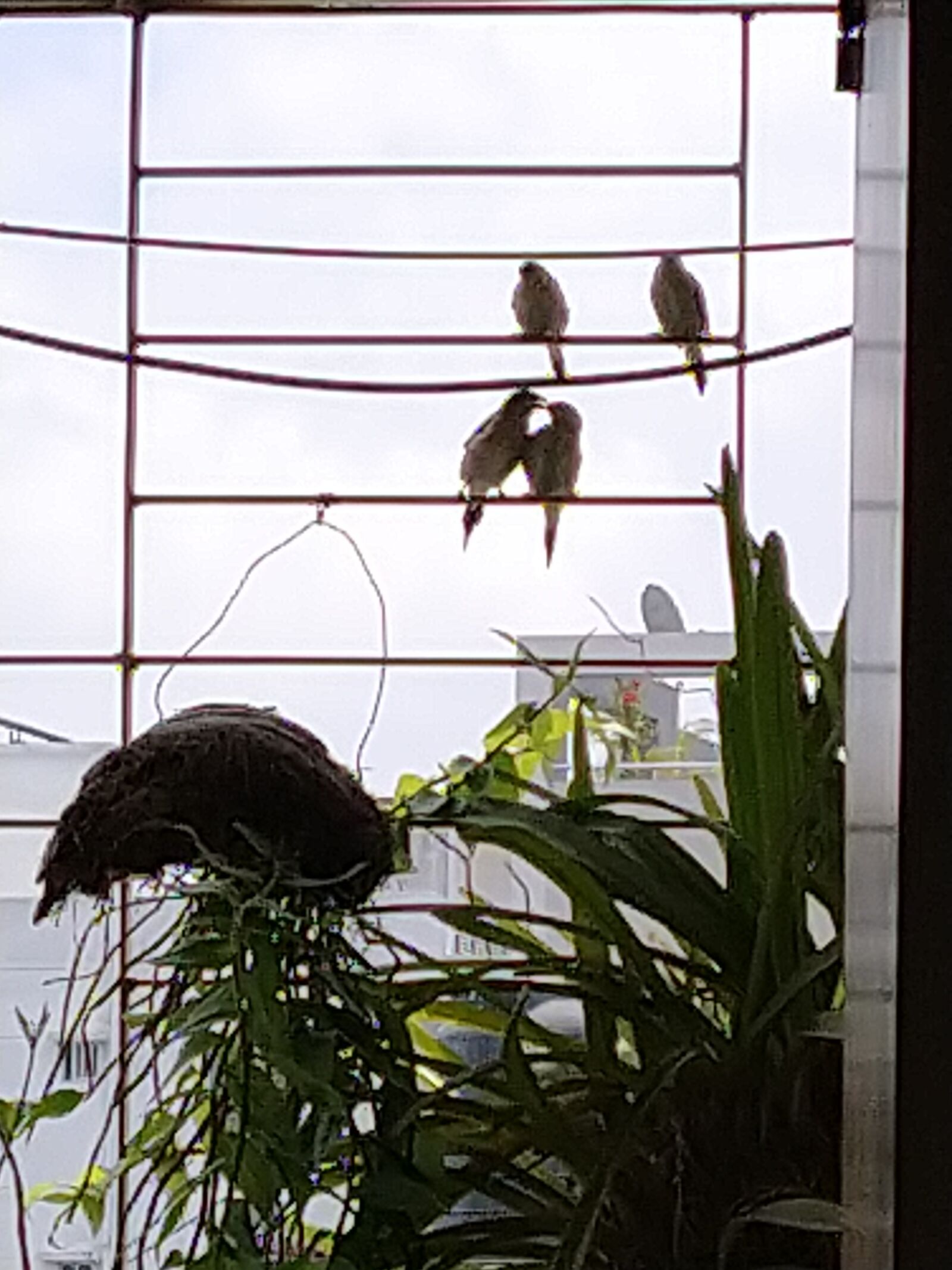 Xiaomi Mi A3 sample photo. Birds at balcony, love photography