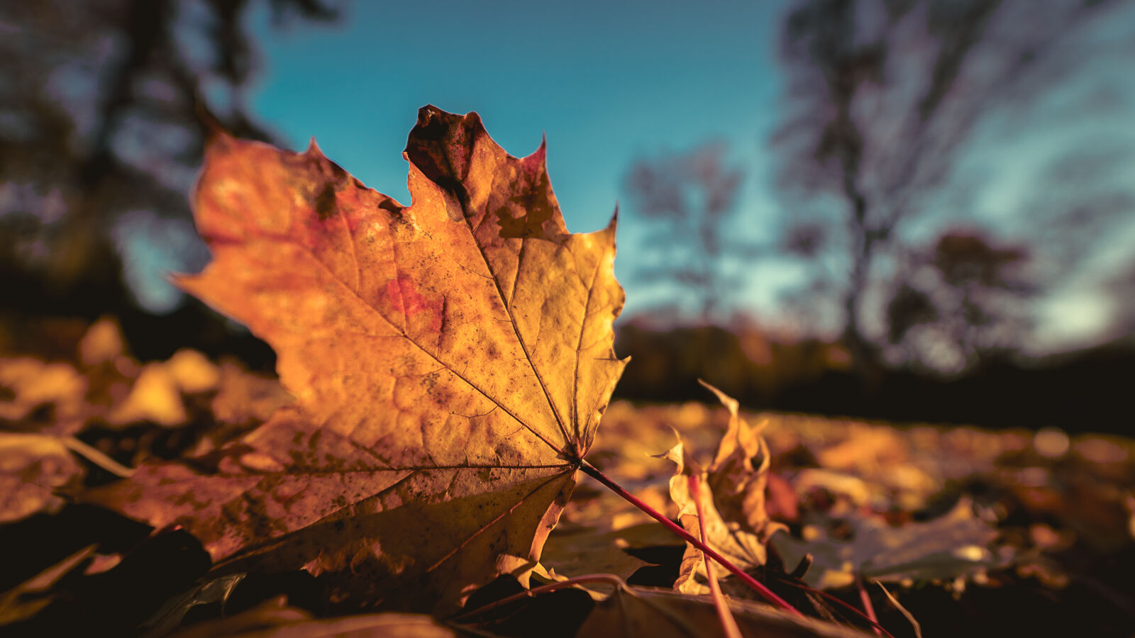 E 14mm F2.8 sample photo. Autumn, autumn, leaf, background photography