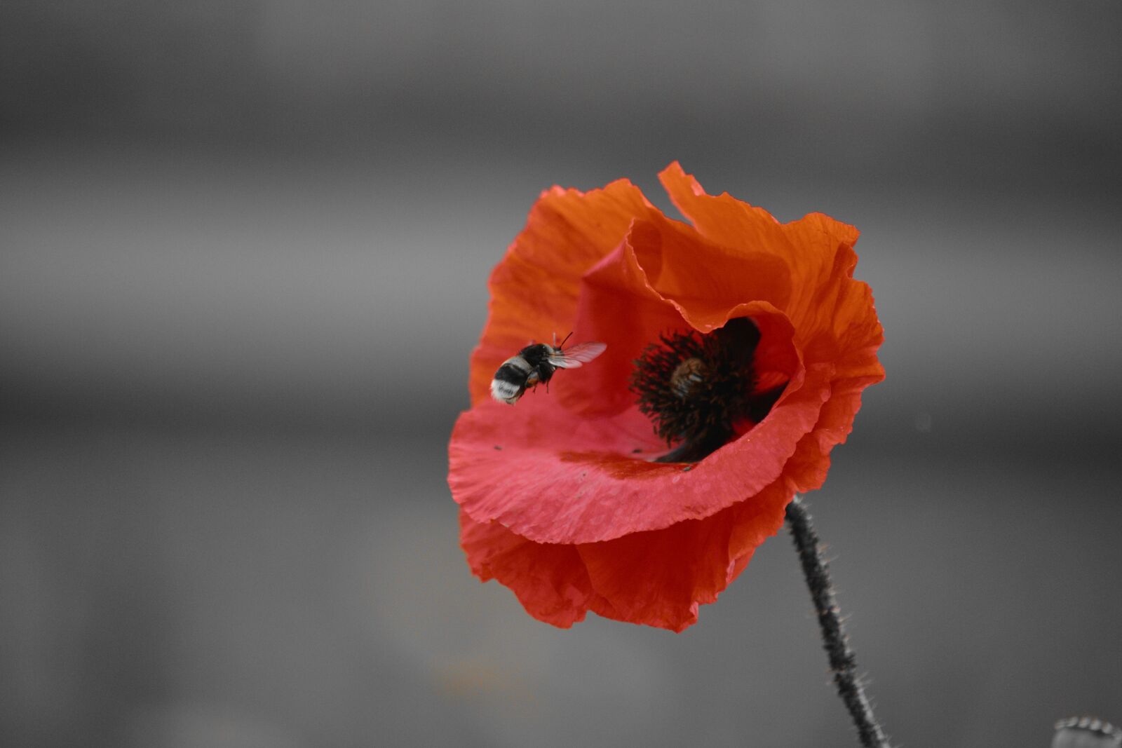 Nikon D5200 sample photo. Bourdon, poppy, fields photography
