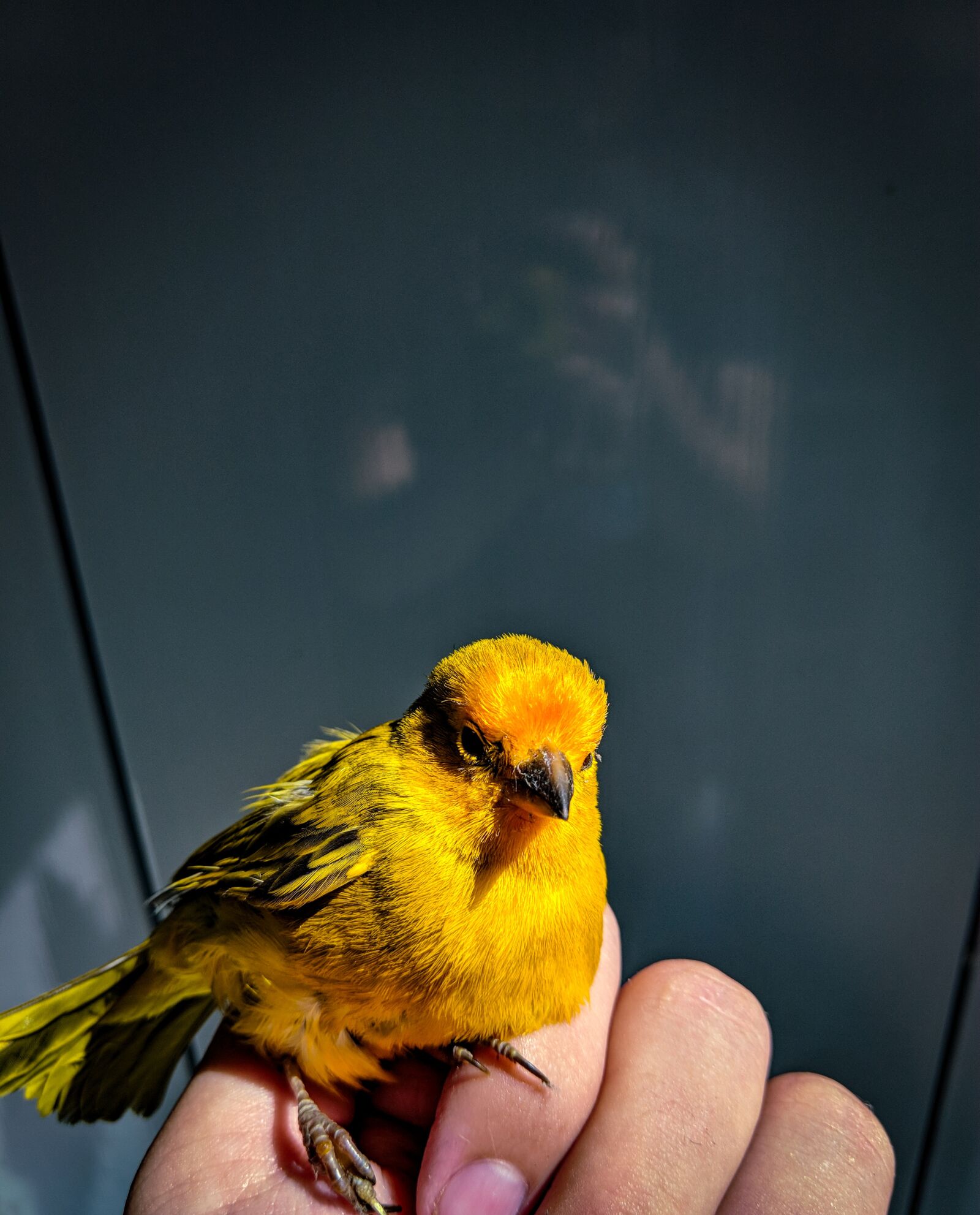 Motorola moto x4 sample photo. Bird, yellow, beautiful photography