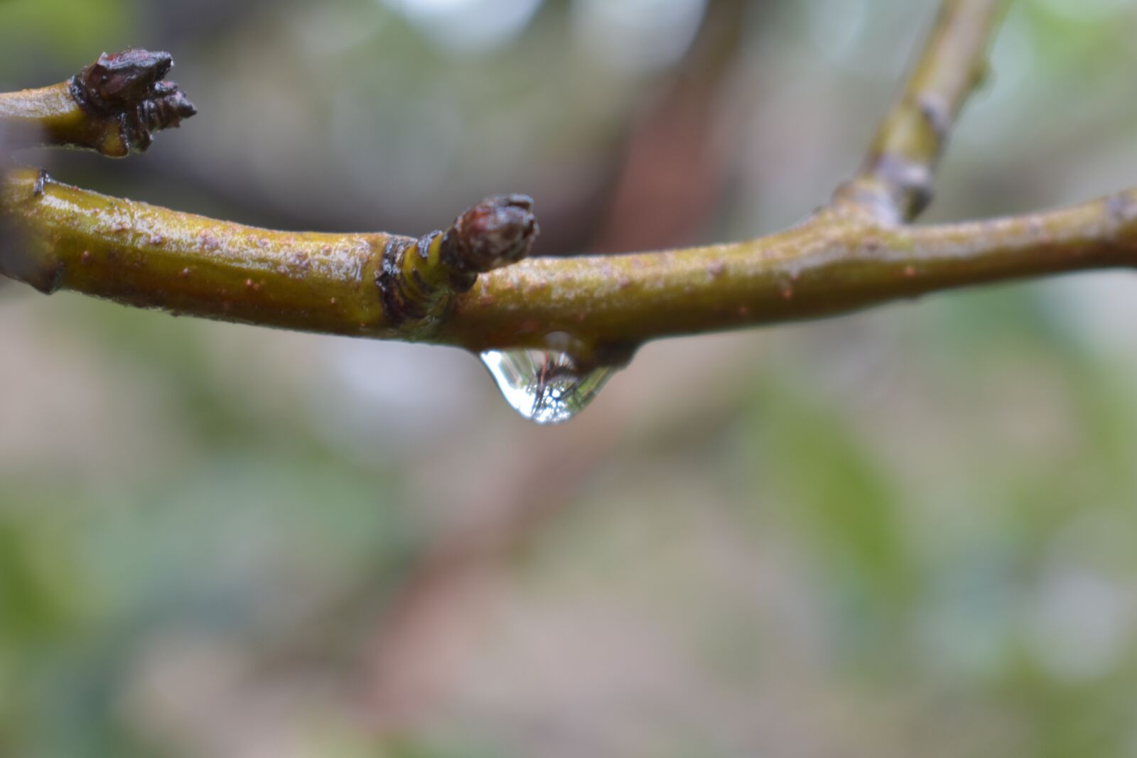 Nikon D3400 sample photo. Waterdrop, rain, natre photography