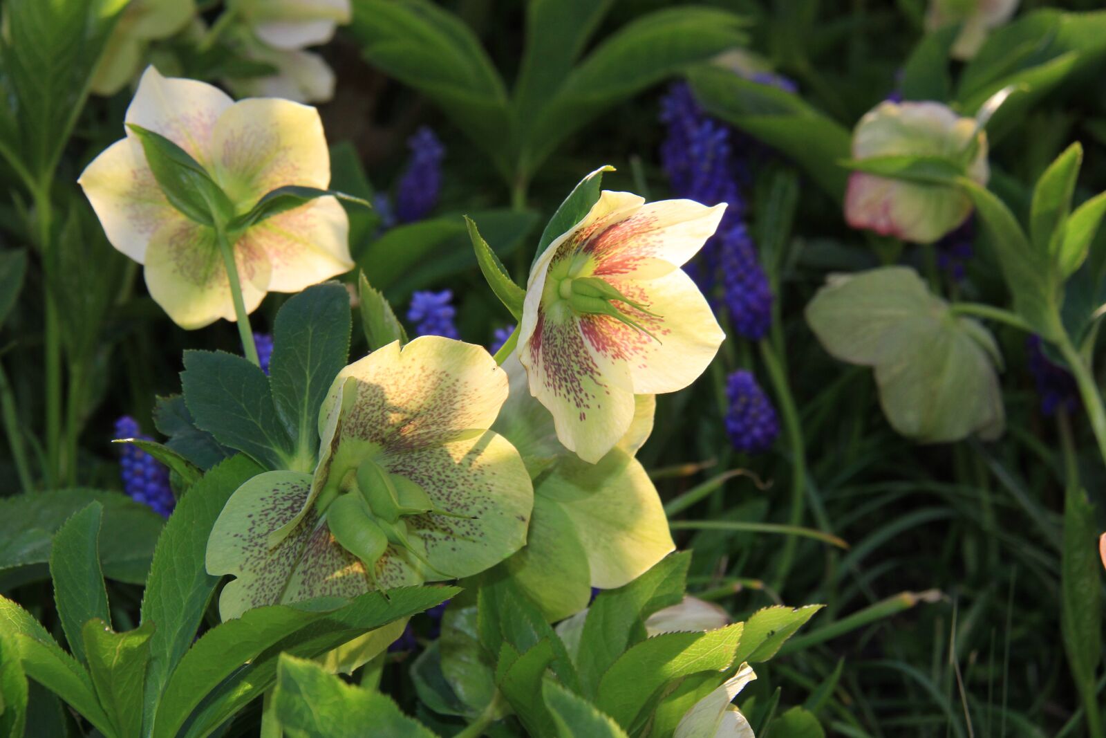 Canon EOS 7D sample photo. Hellebore, flower, sun photography