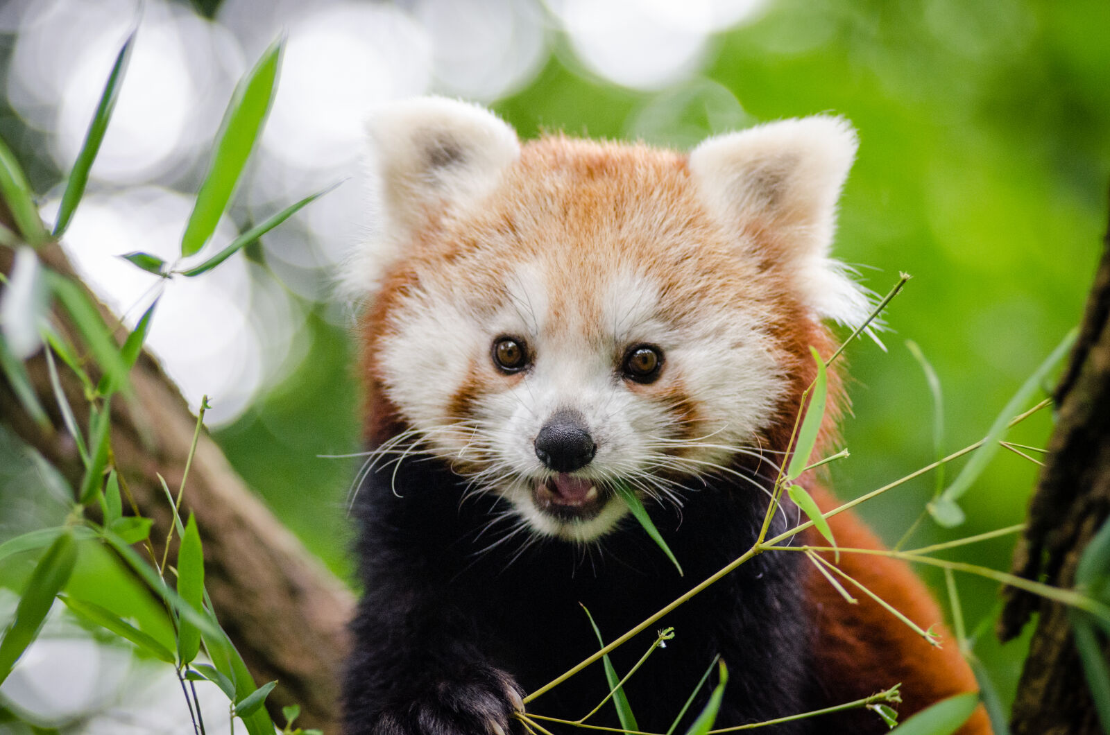AF Zoom-Nikkor 80-200mm f/2.8 ED sample photo. Red, panda photography