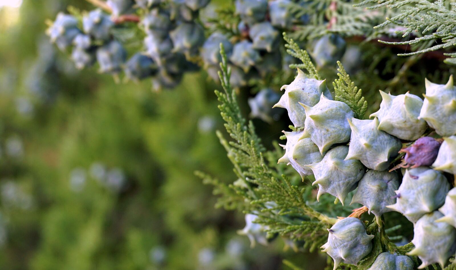 Sony a6000 sample photo. Vegetation, berries, garden photography