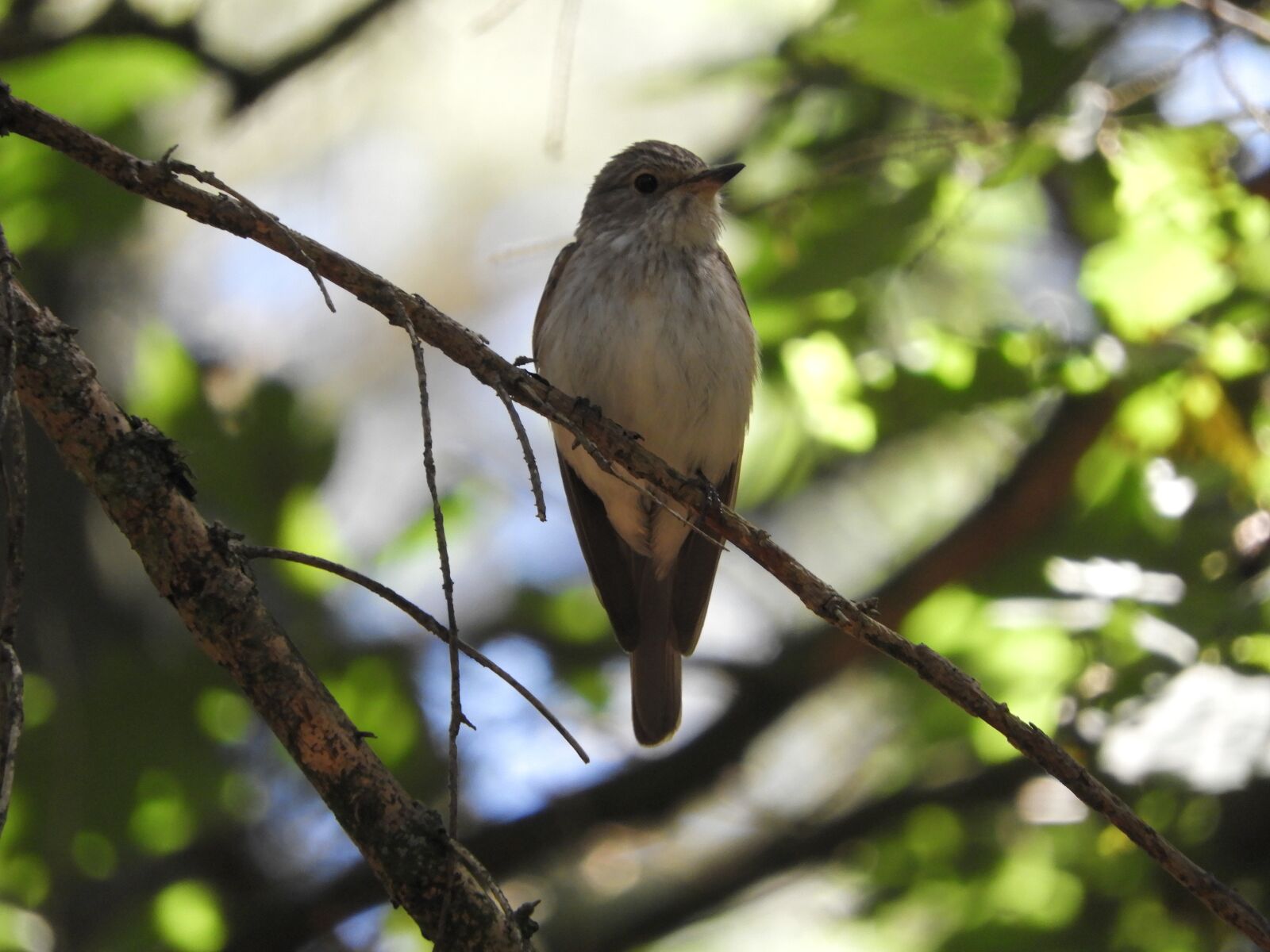 Nikon Coolpix B700 sample photo. Bird, branch, forest photography