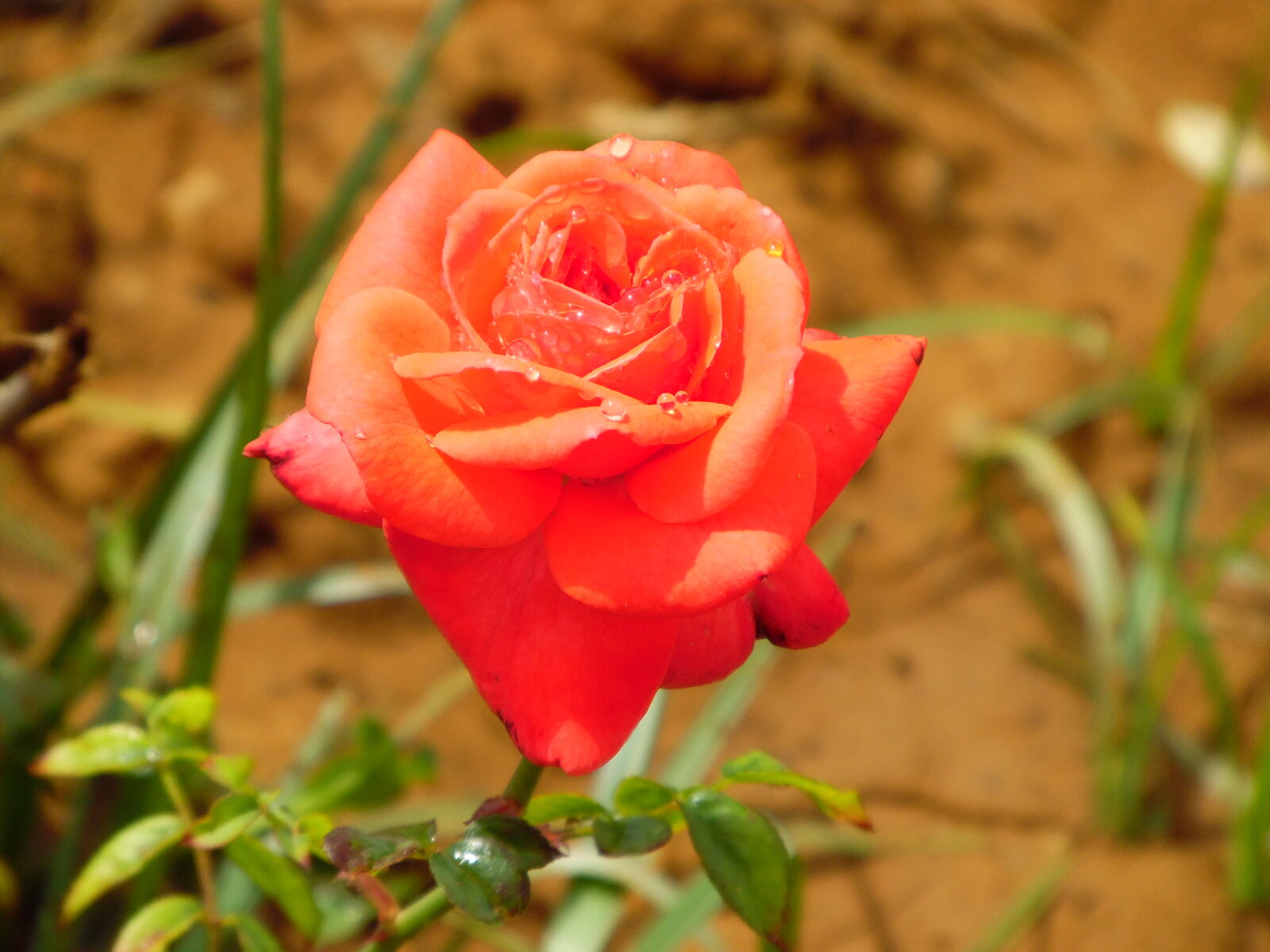 Samsung WB1100F/WB1101F/WB1102F sample photo