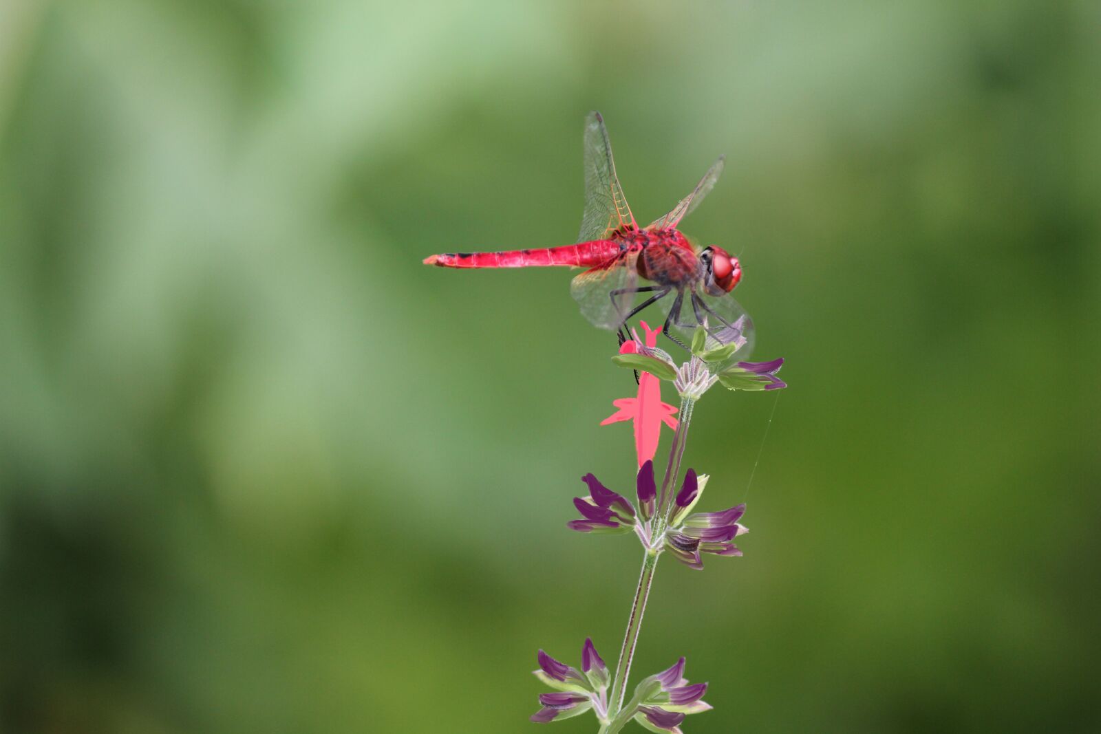 Canon EOS 550D (EOS Rebel T2i / EOS Kiss X4) sample photo. Dragon fly, red dragon photography
