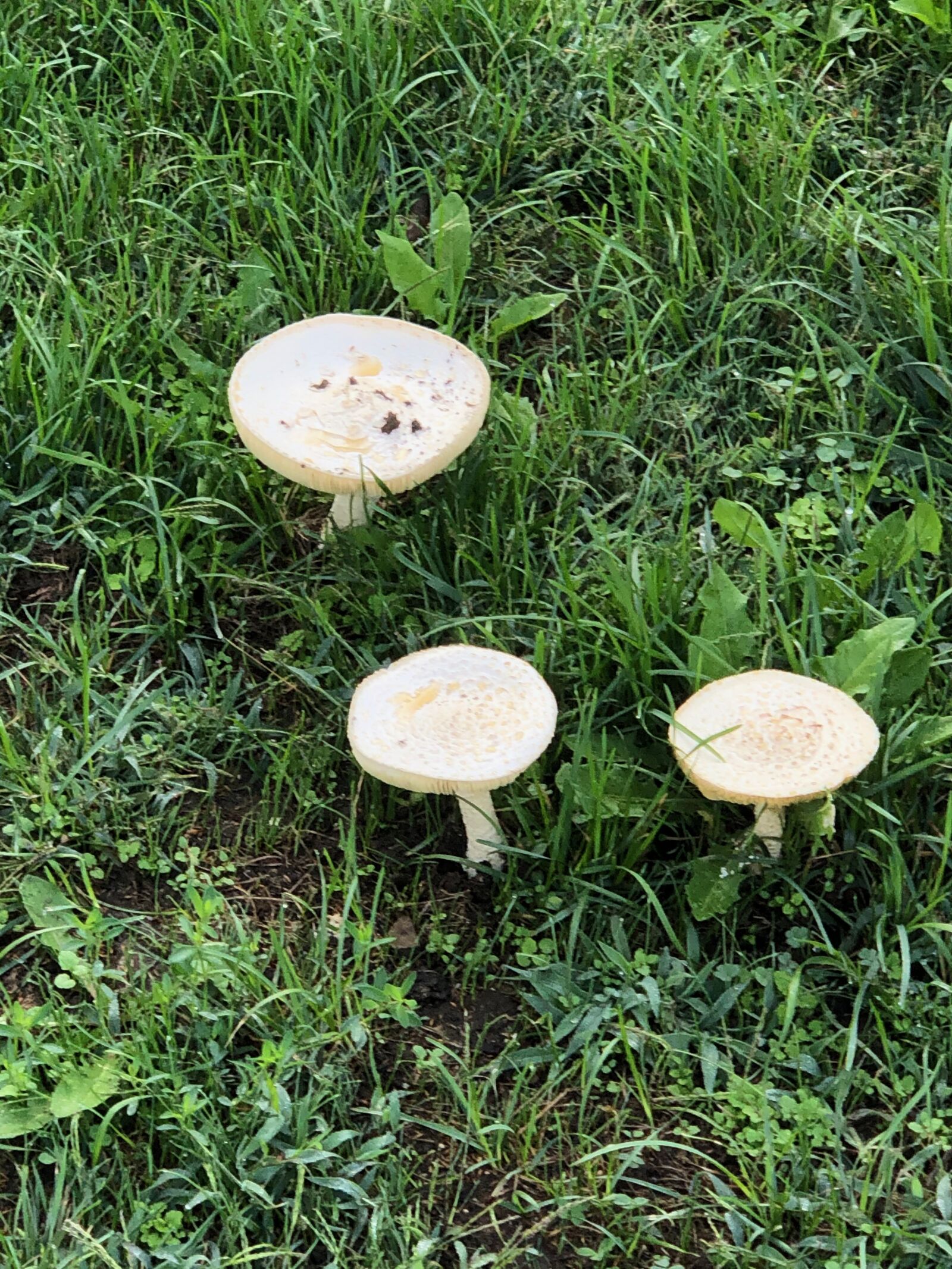 Apple iPhone X sample photo. Mushroom, mushrooms, yard photography
