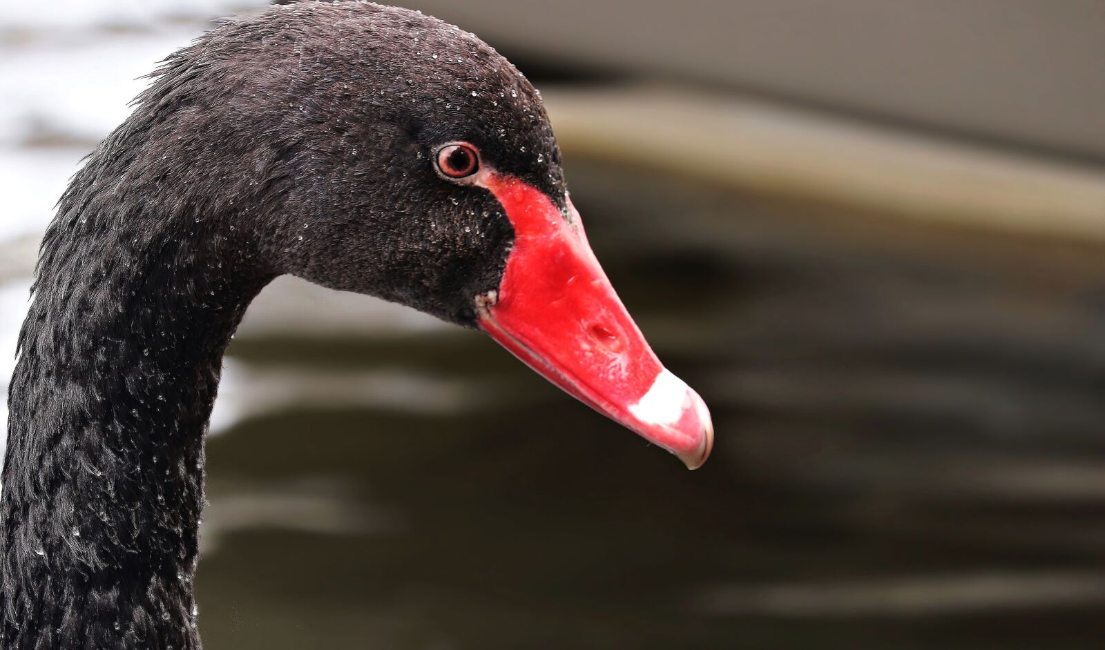 Canon EOS 80D sample photo. Mourning swan, swan, black photography