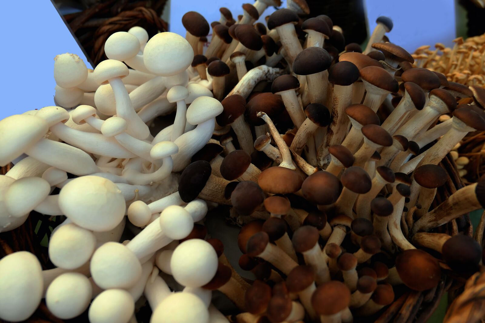 Panasonic Lumix DMC-LX10 (Lumix DMC-LX15) sample photo. Mushrooms, chanterelles, delicious photography
