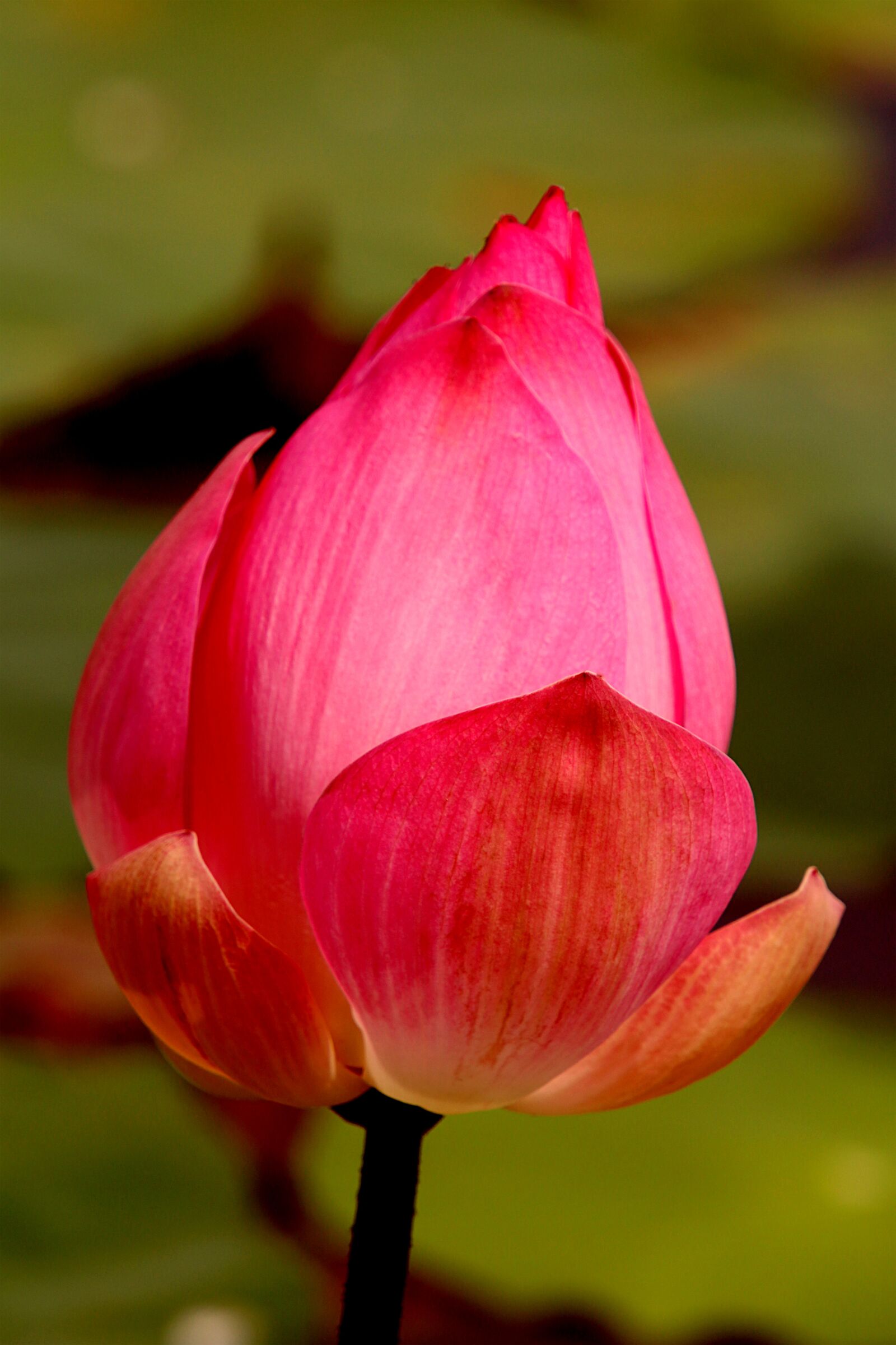 Canon EOS 80D sample photo. Lotus flowers, pink lotus photography