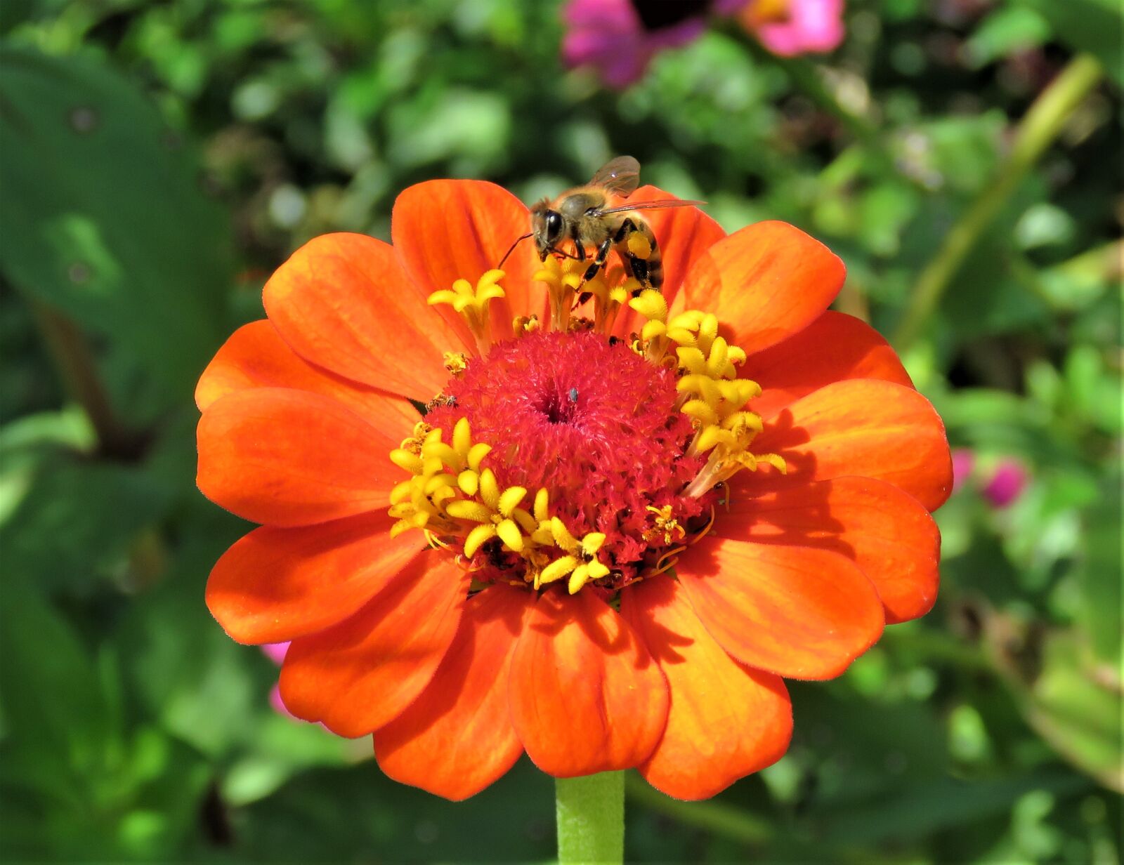Canon PowerShot SX60 HS sample photo. Flower, bee, garden photography